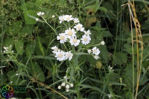 Achillea ptarmica (1)